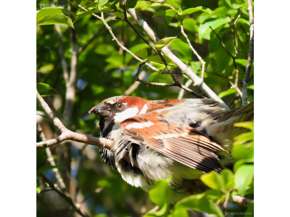 Passer domesticus