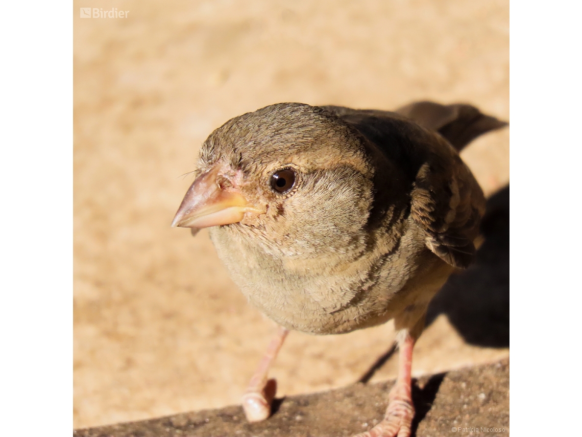 Passer domesticus