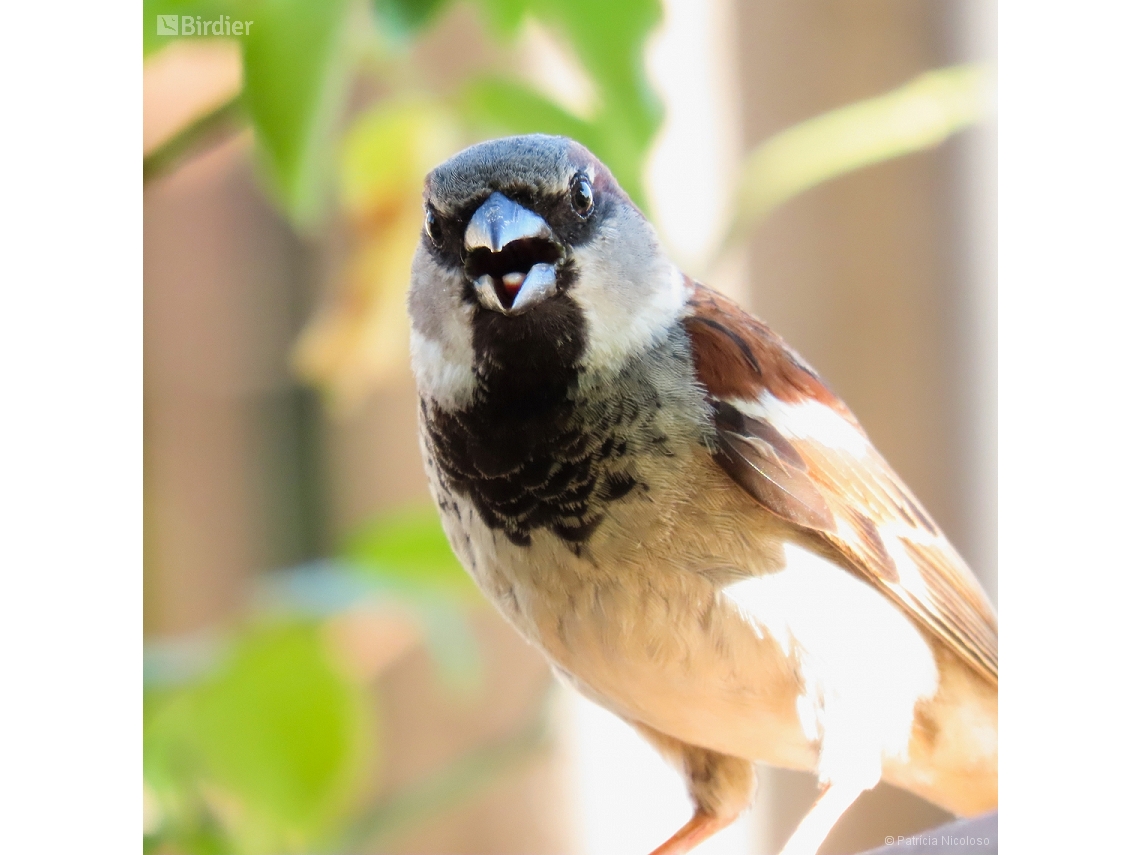 Passer domesticus