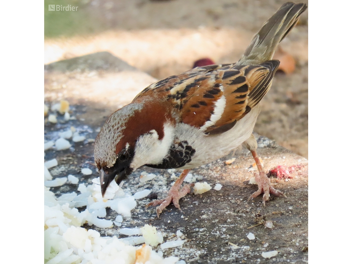 Passer domesticus
