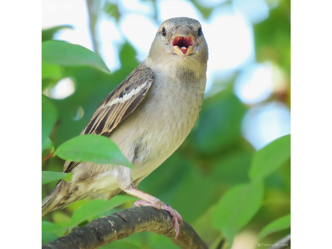 Passer domesticus