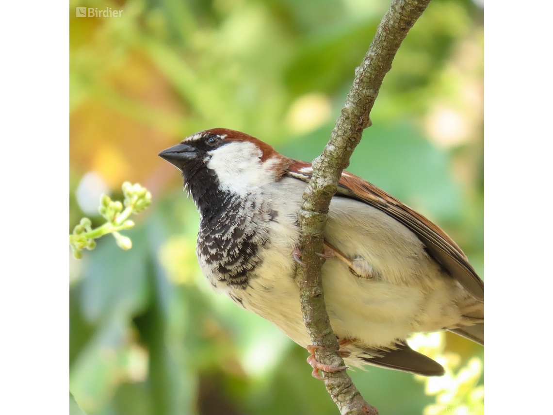 Passer domesticus