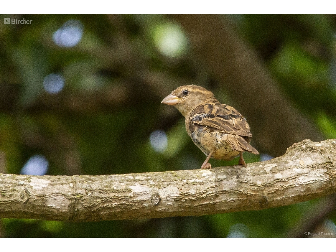 Passer domesticus
