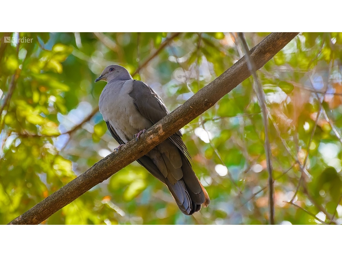 Patagioenas plumbea