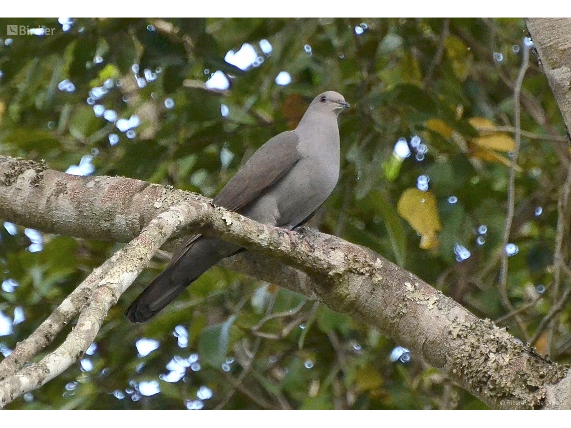 Patagioenas plumbea