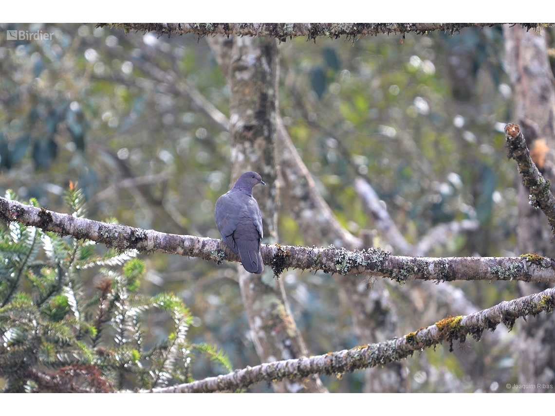 Patagioenas plumbea