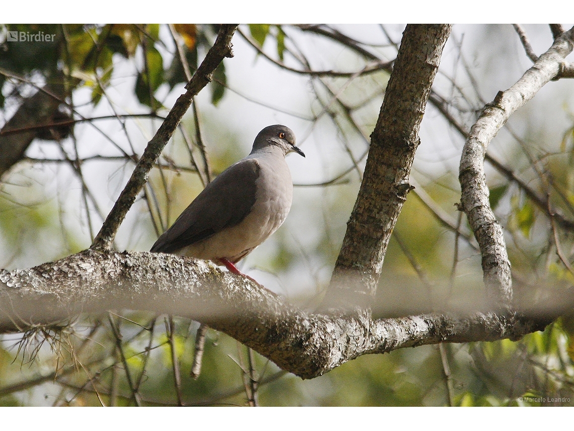 Patagioenas plumbea
