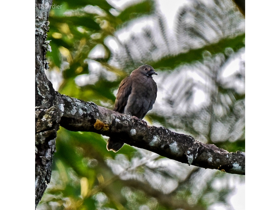 Patagioenas plumbea