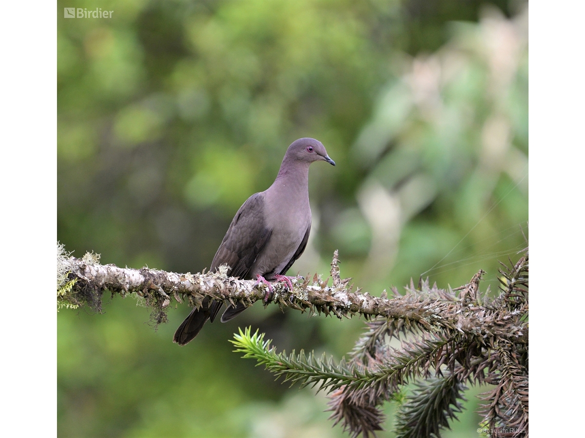 Patagioenas plumbea