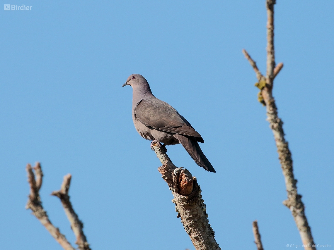 Patagioenas plumbea