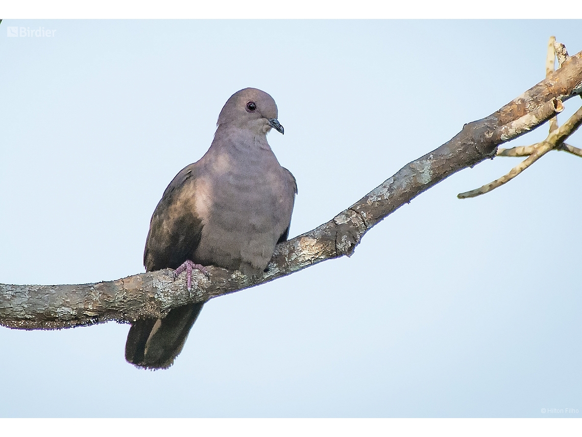 Patagioenas subvinacea