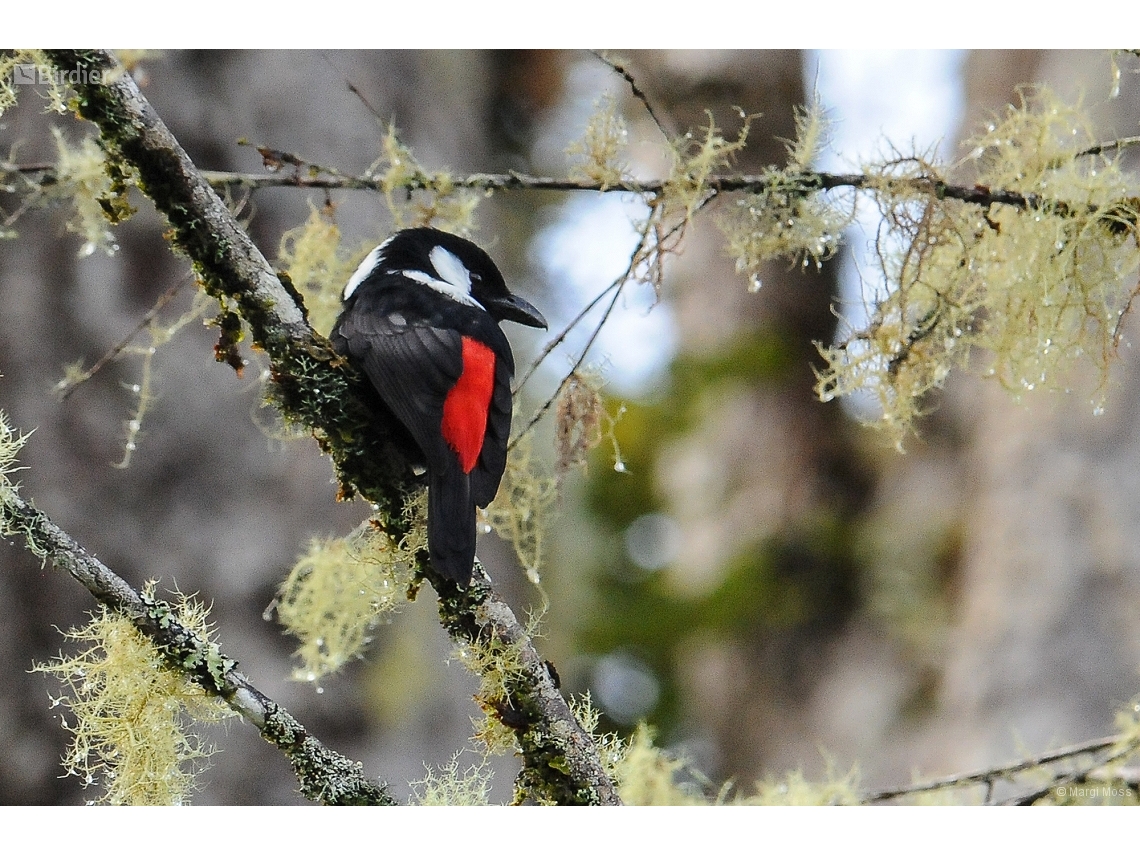 Peltops montanus