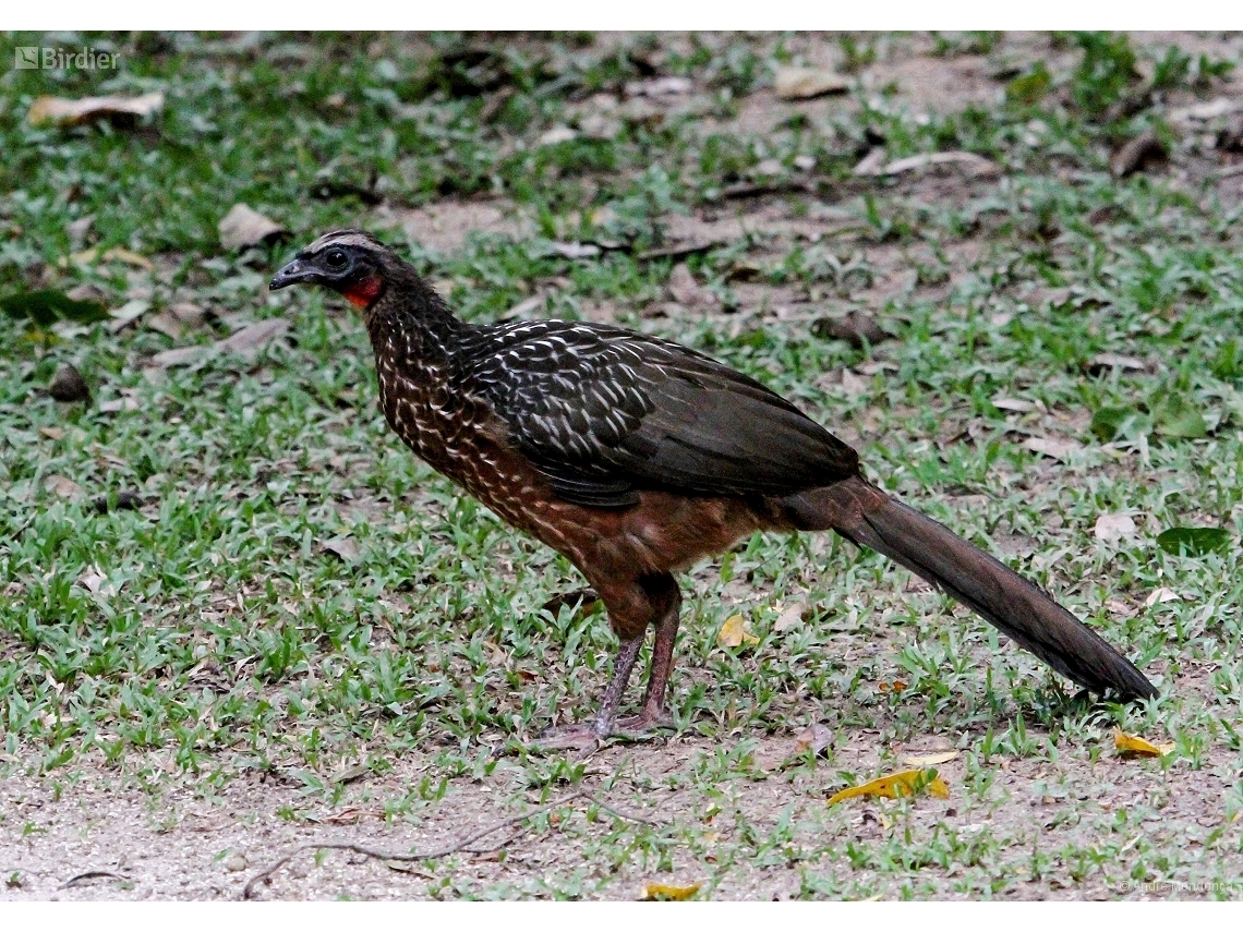 Penelope ochrogaster