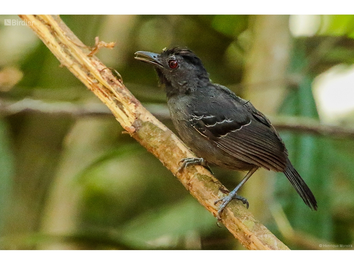 Percnostola subcristata