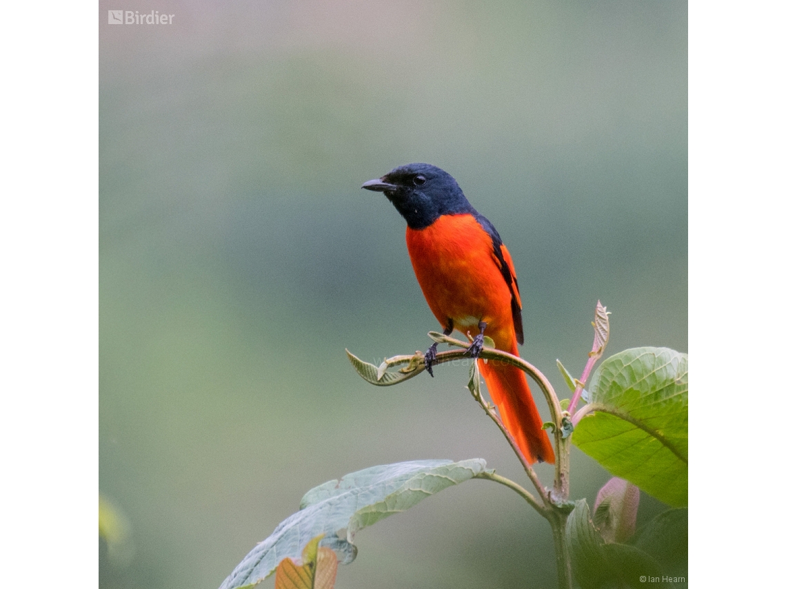 Pericrocotus flammeus