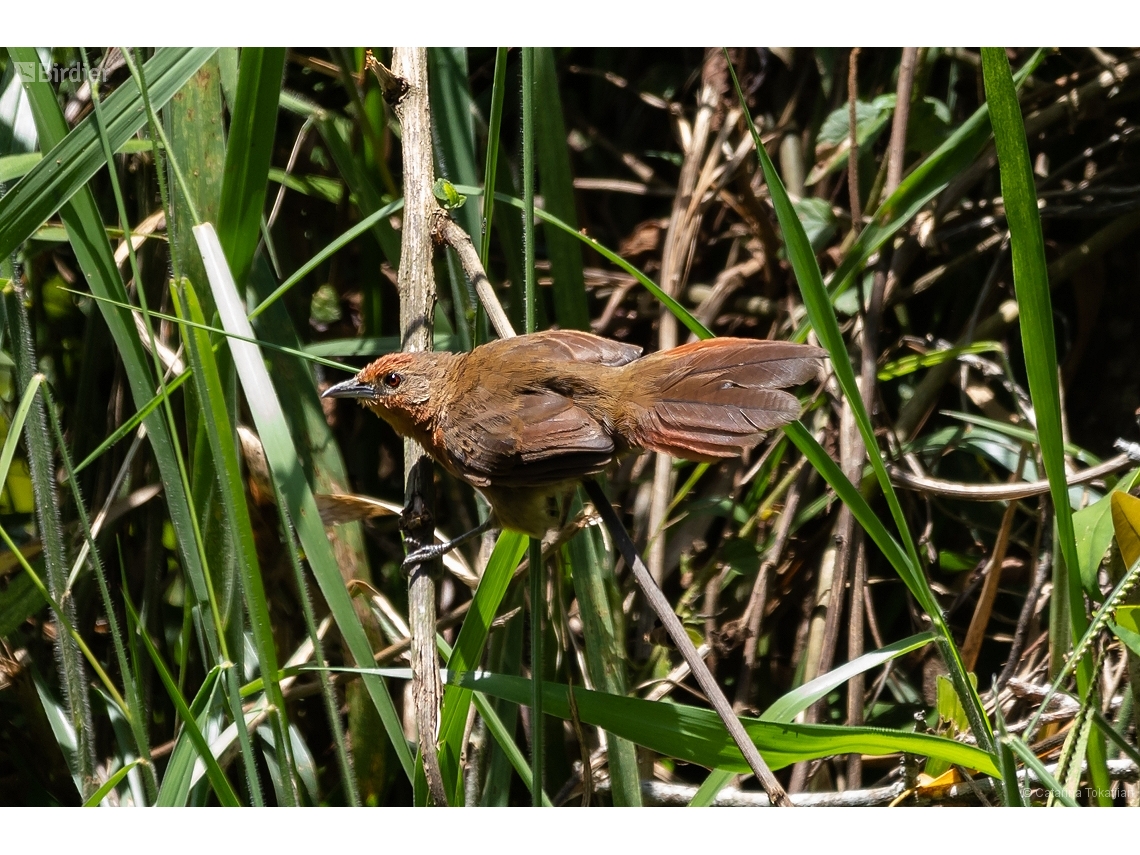 Phacellodomus ferrugineigula