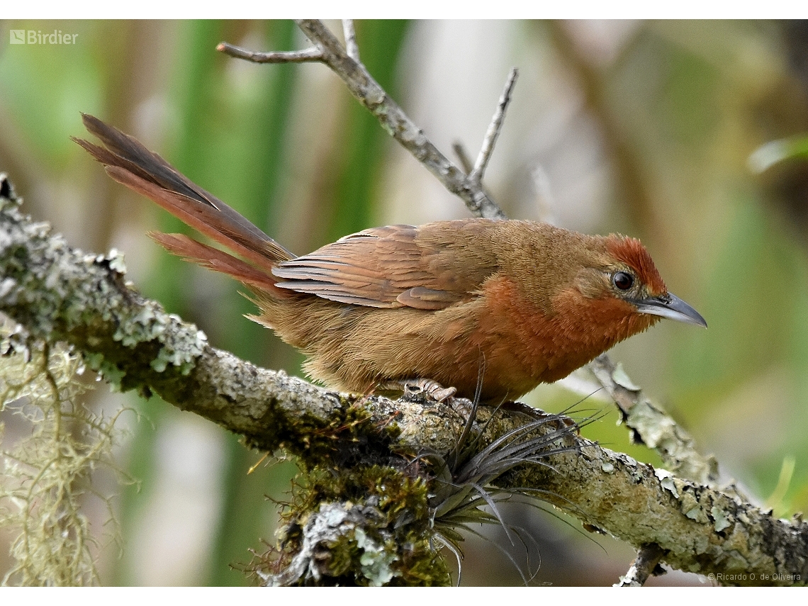 Phacellodomus ferrugineigula