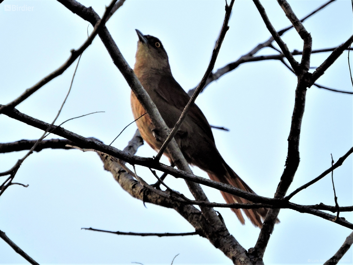 Phacellodomus ruber
