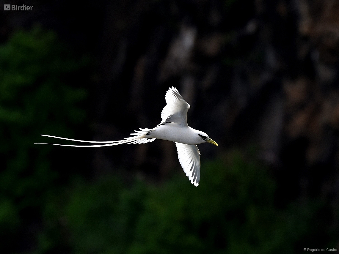 Phaethon lepturus