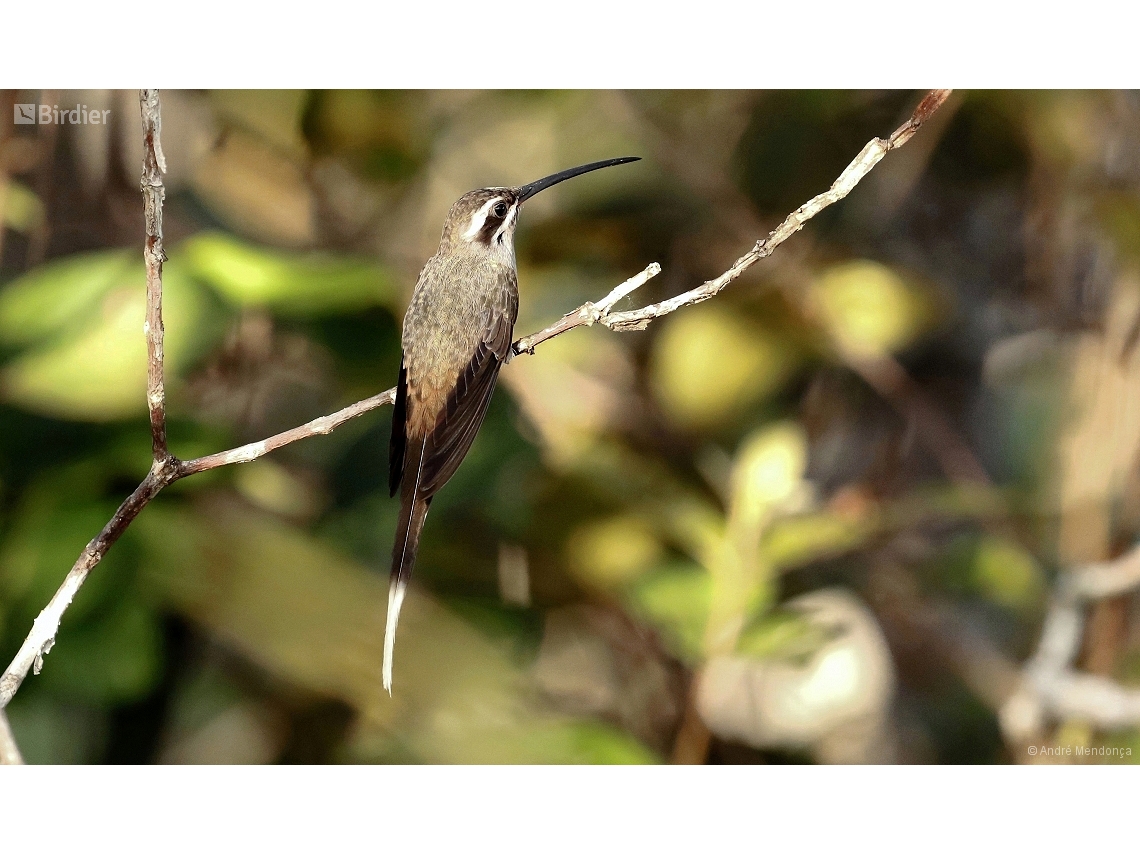 Phaethornis augusti
