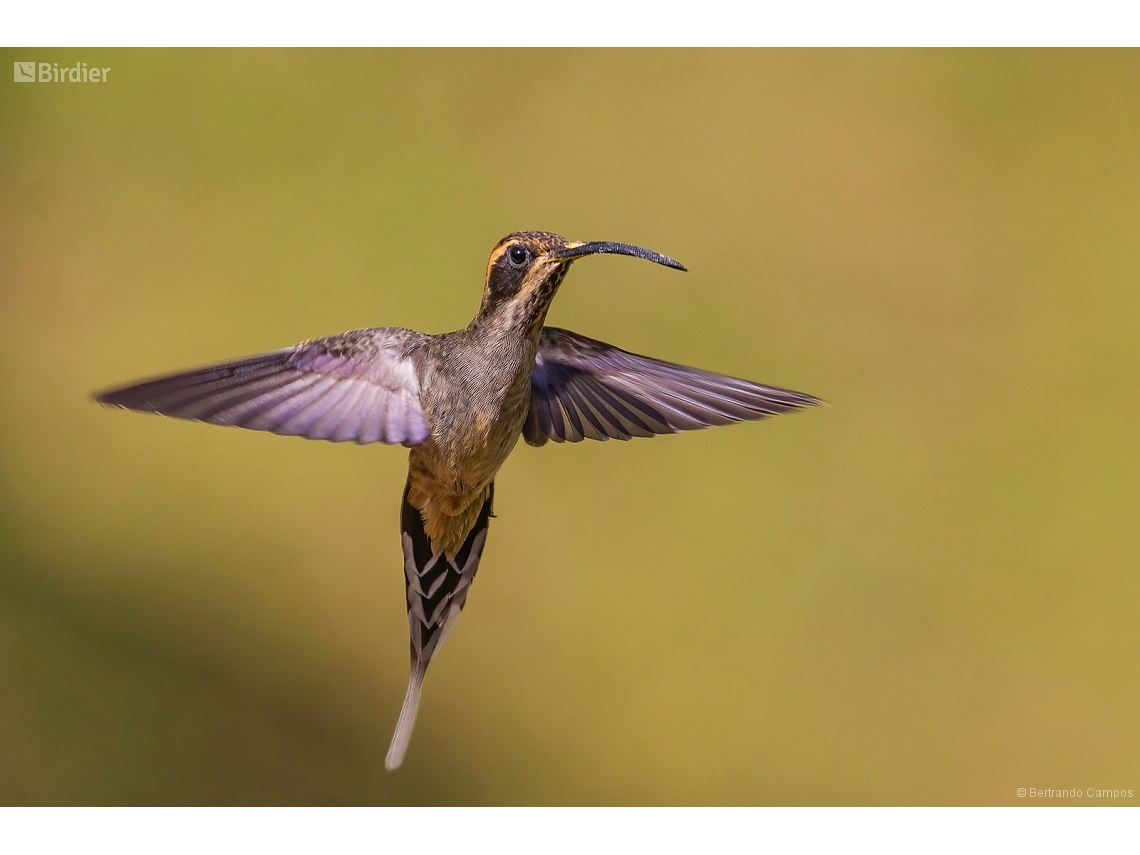 Phaethornis eurynome