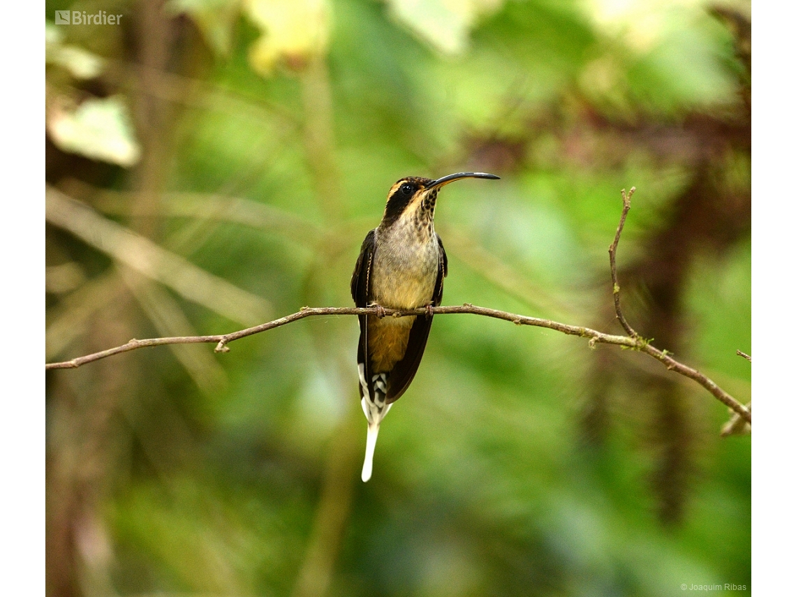 Phaethornis eurynome