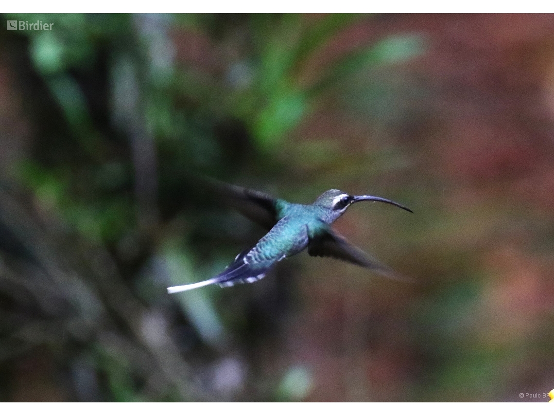 Phaethornis guy