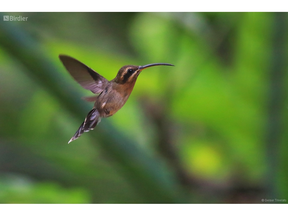 Phaethornis idaliae