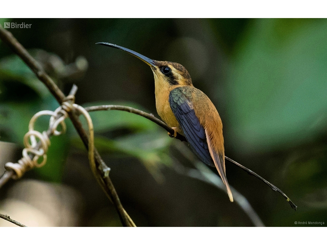 Phaethornis ruber