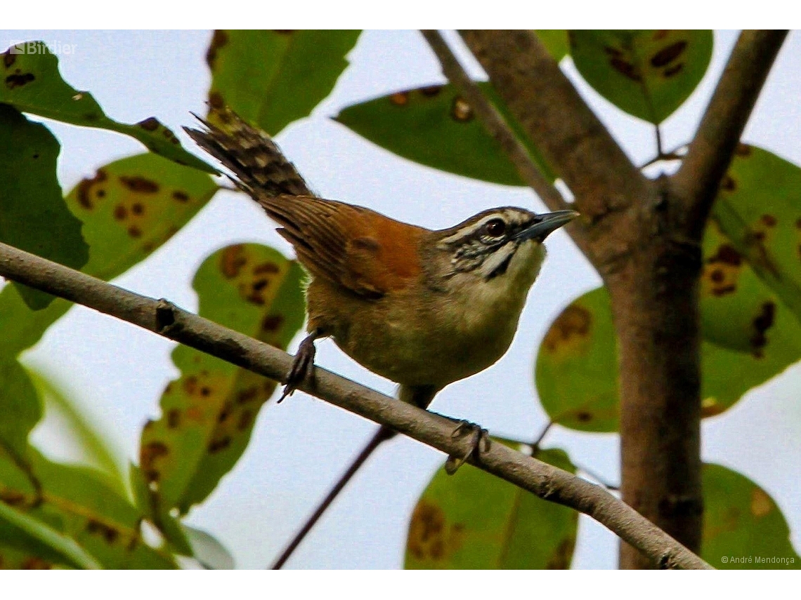 Pheugopedius genibarbis