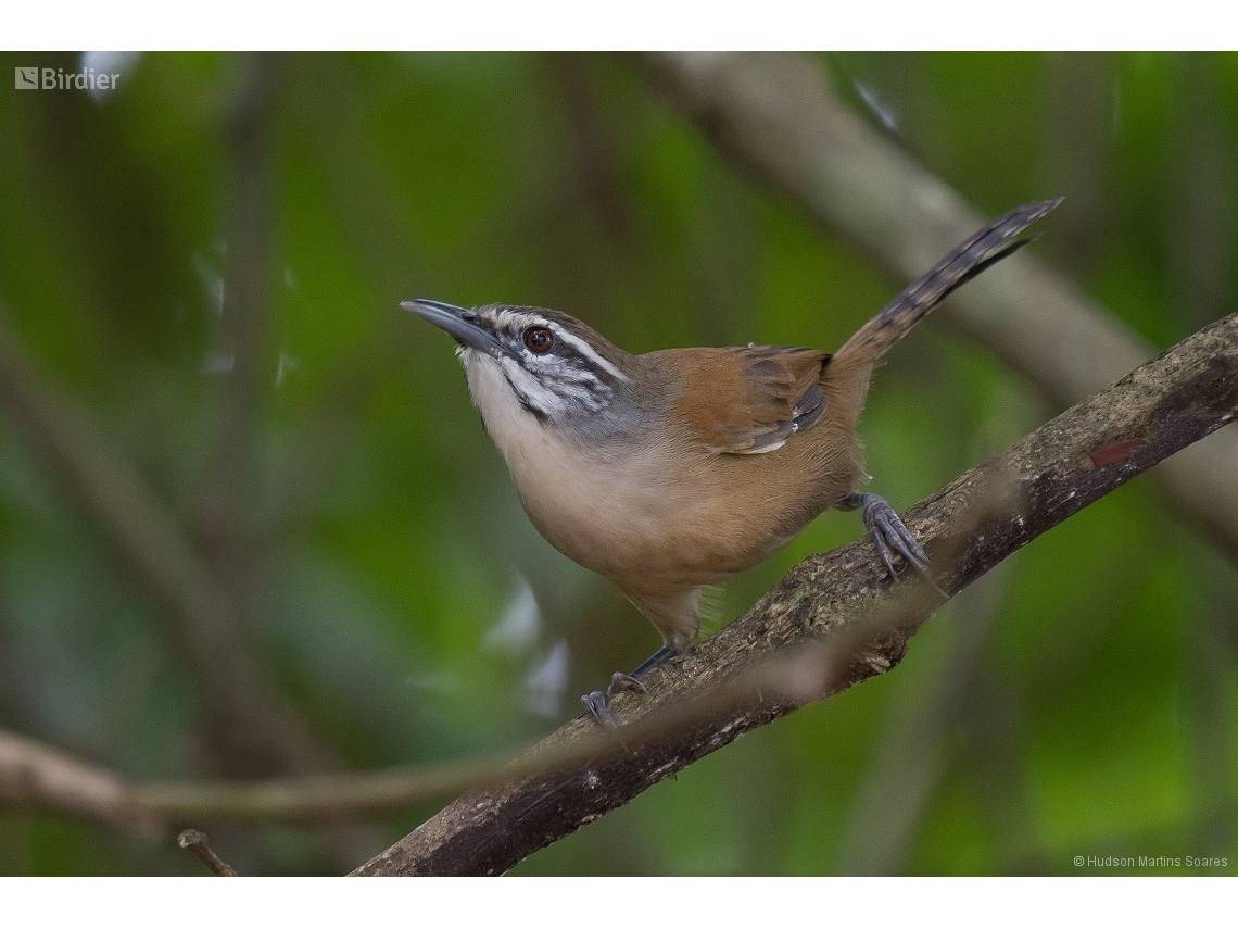 Pheugopedius genibarbis