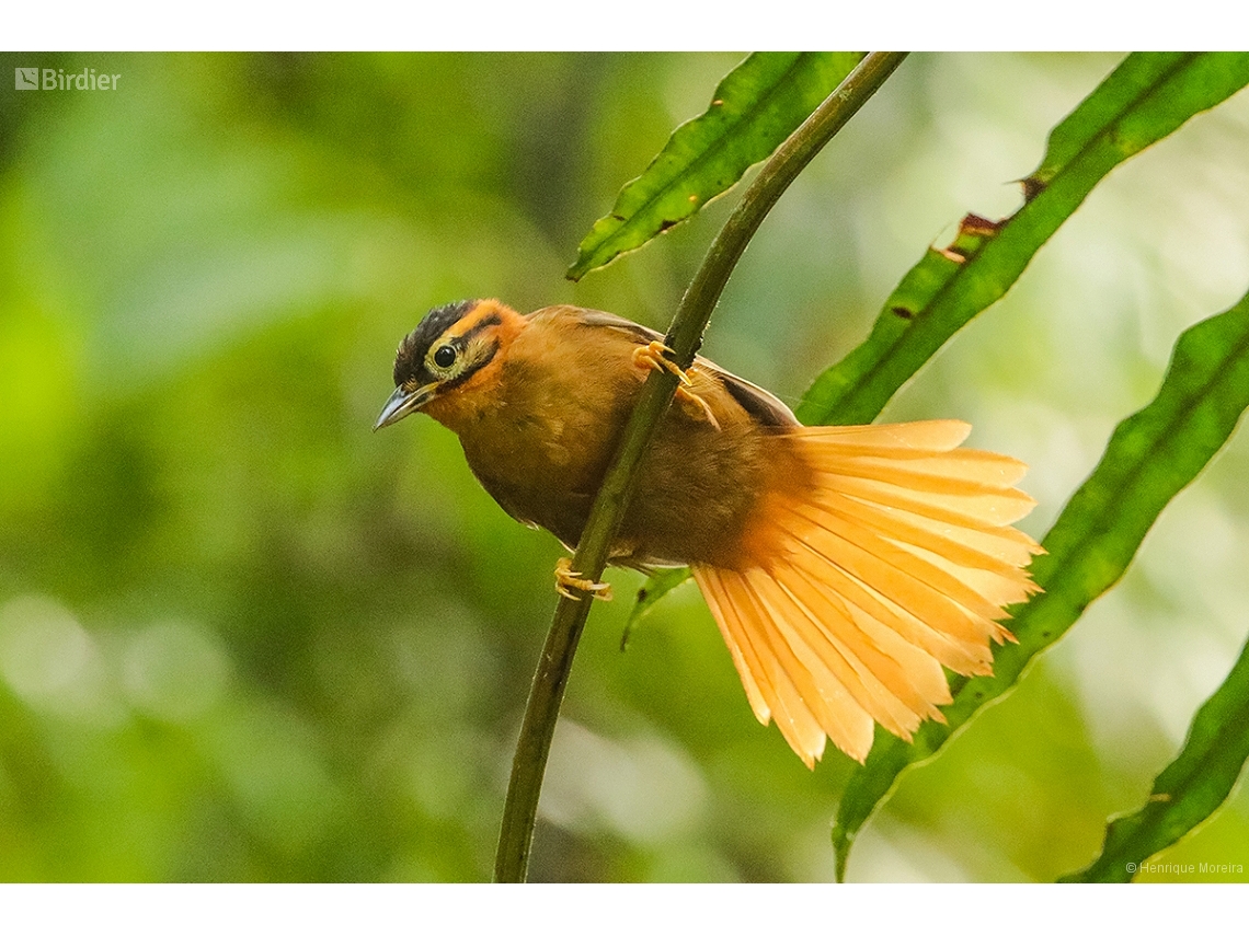 Philydor atricapillus