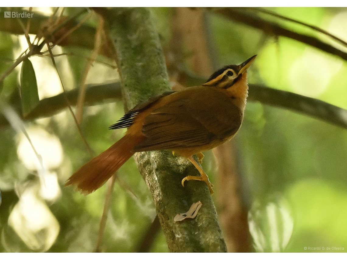 Philydor atricapillus