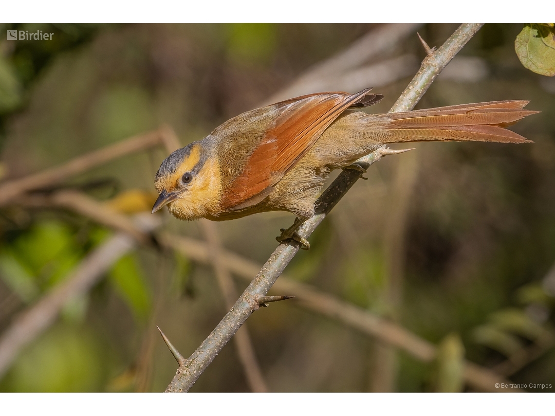Dendroma rufa