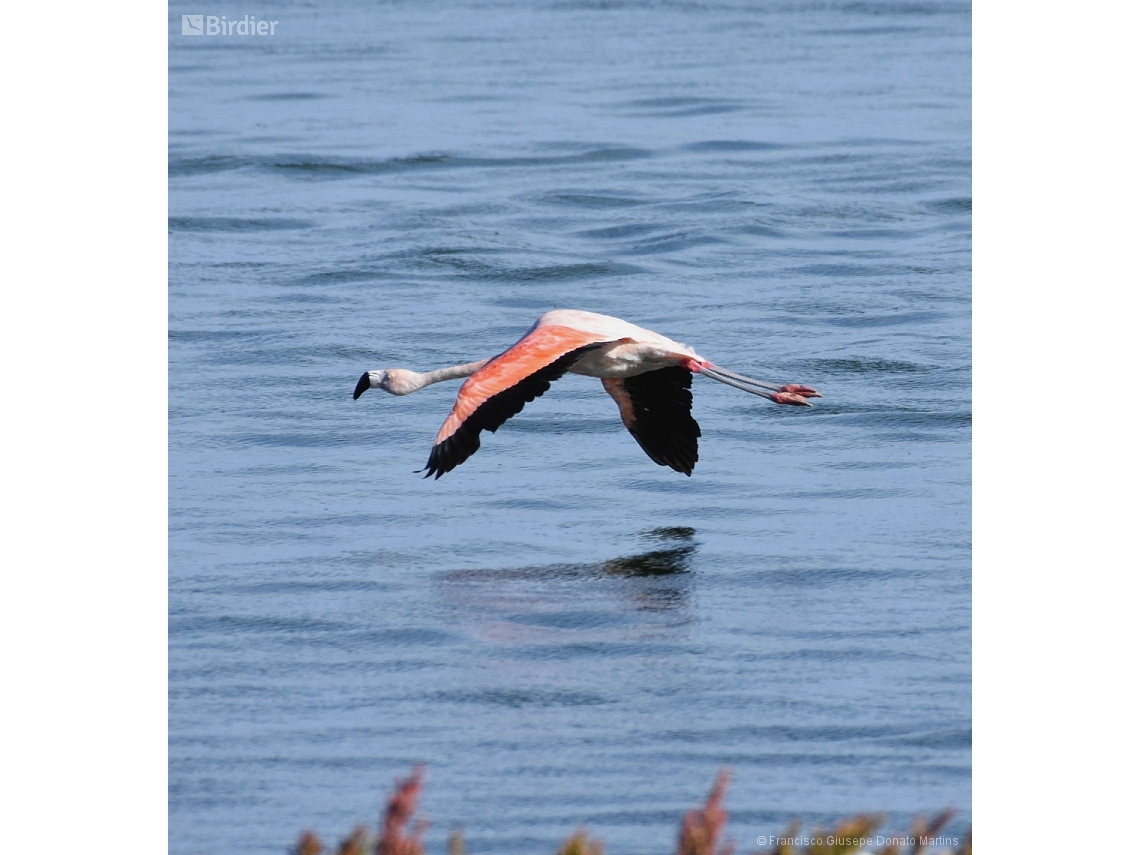 Phoenicopterus chilensis