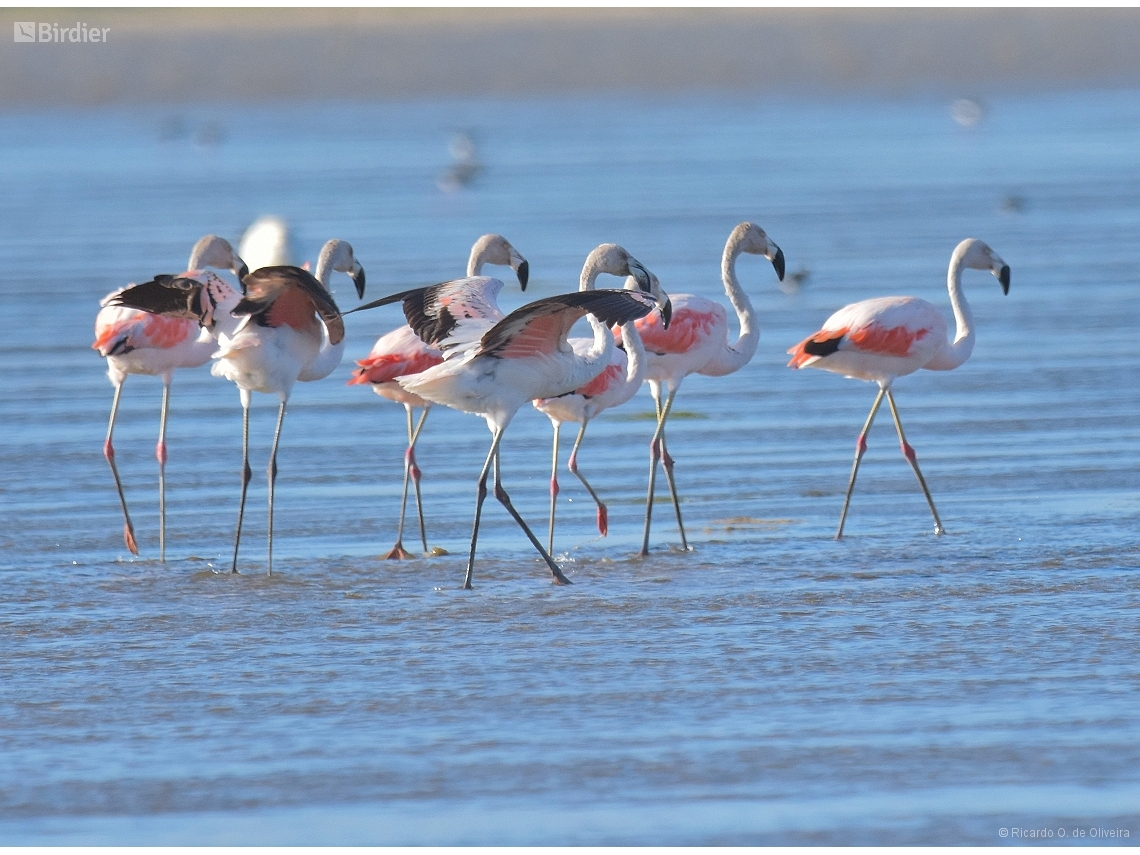 Phoenicopterus chilensis