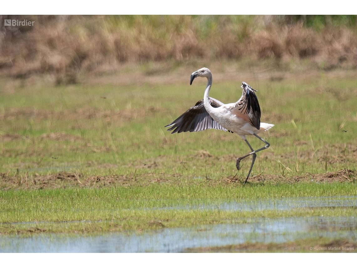 Phoenicopterus chilensis