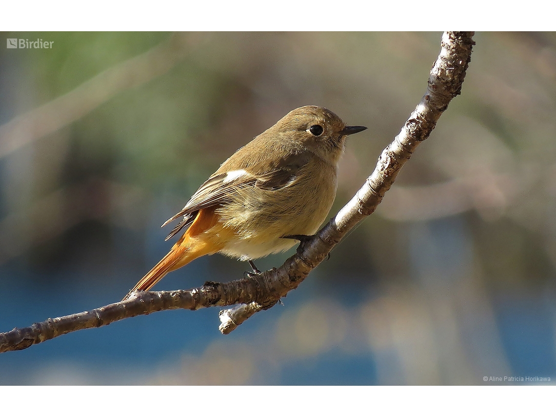 Phoenicurus auroreus