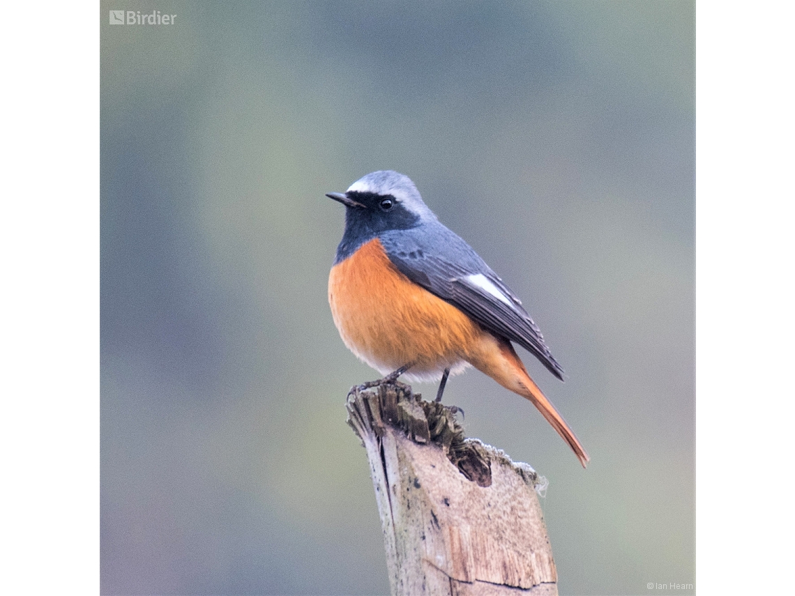 Phoenicurus hodgsoni