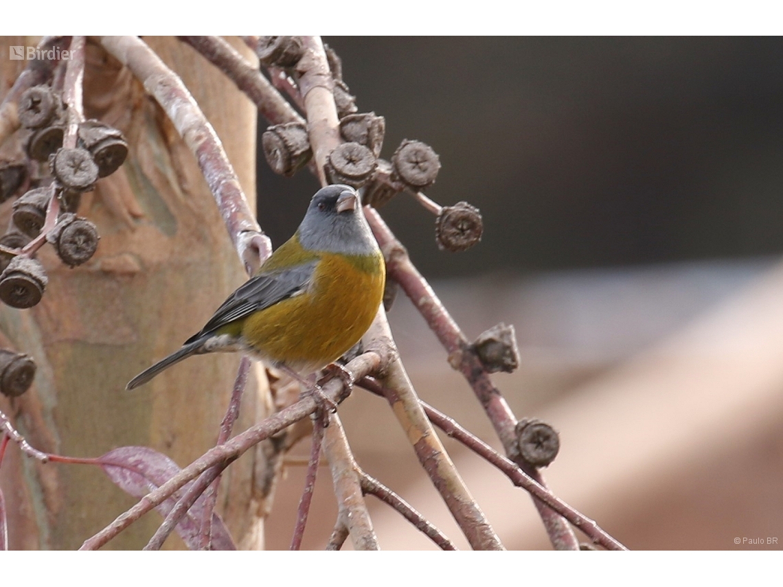 Phrygilus punensis