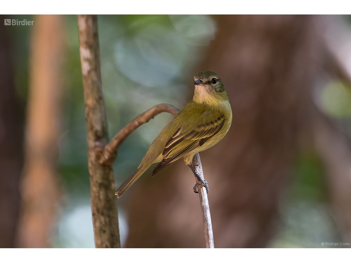 Acrochordopus burmeisteri