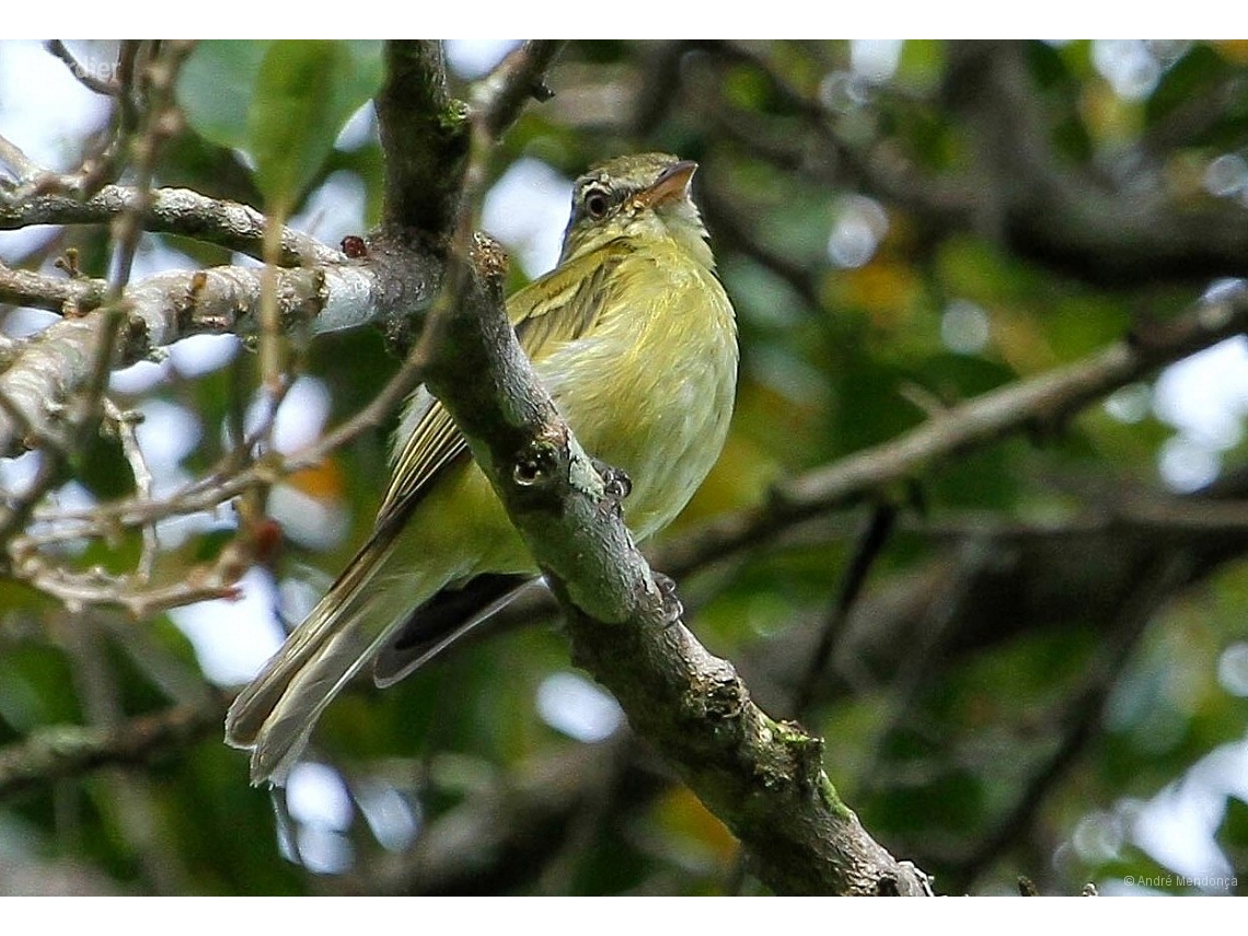 Acrochordopus burmeisteri
