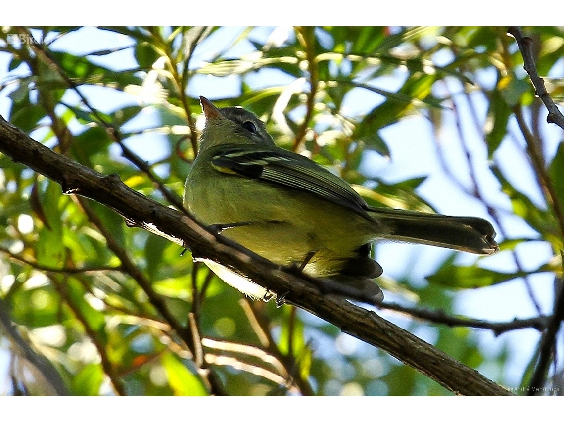 Phyllomyias virescens