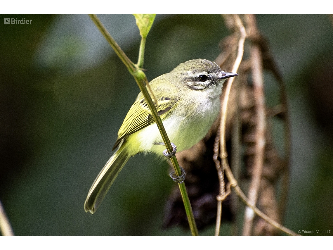 Phylloscartes ceciliae