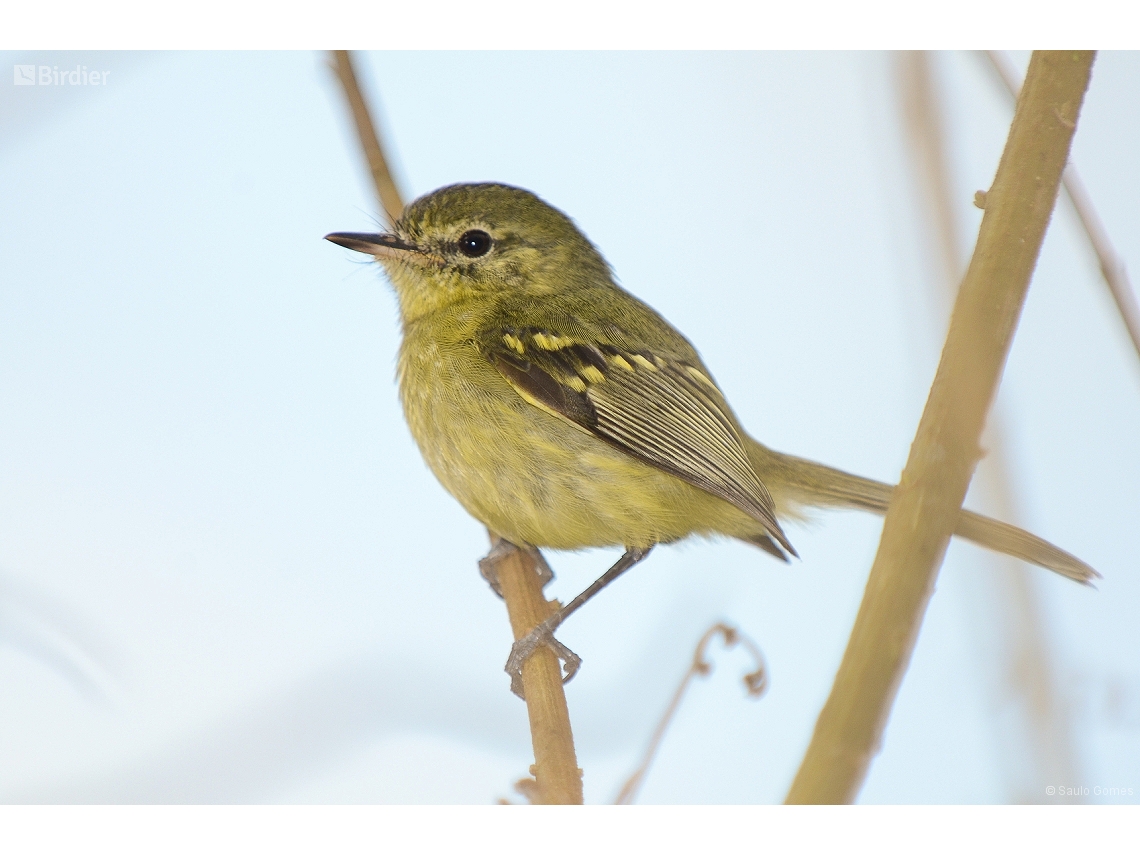 Phylloscartes kronei