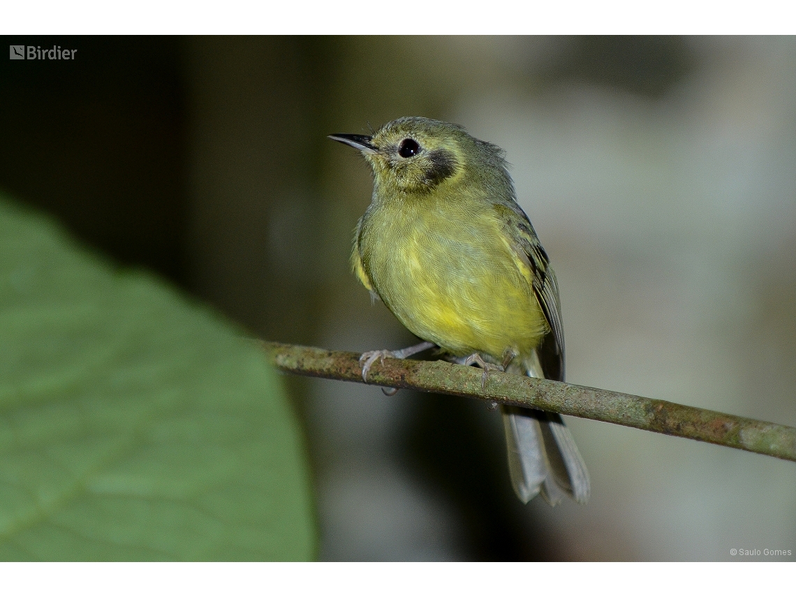 Pogonotriccus paulista