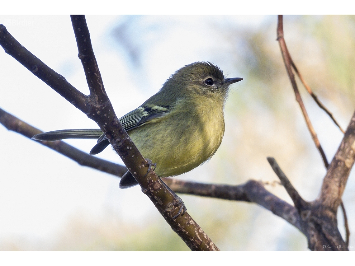 Phylloscartes ventralis