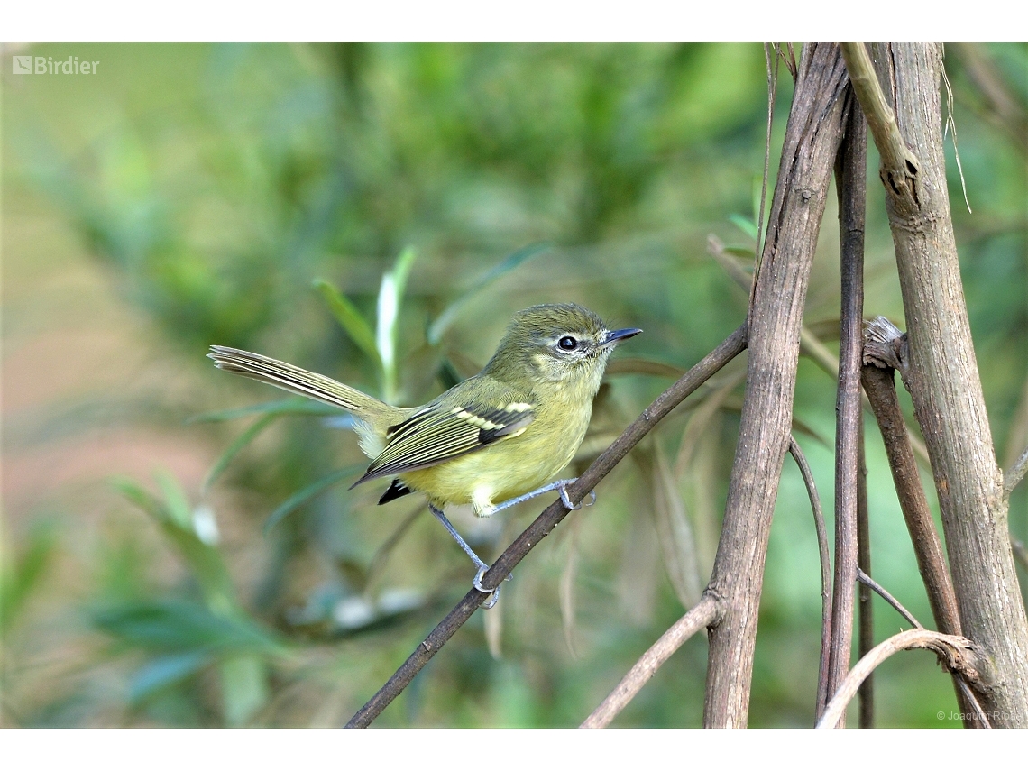 Phylloscartes ventralis