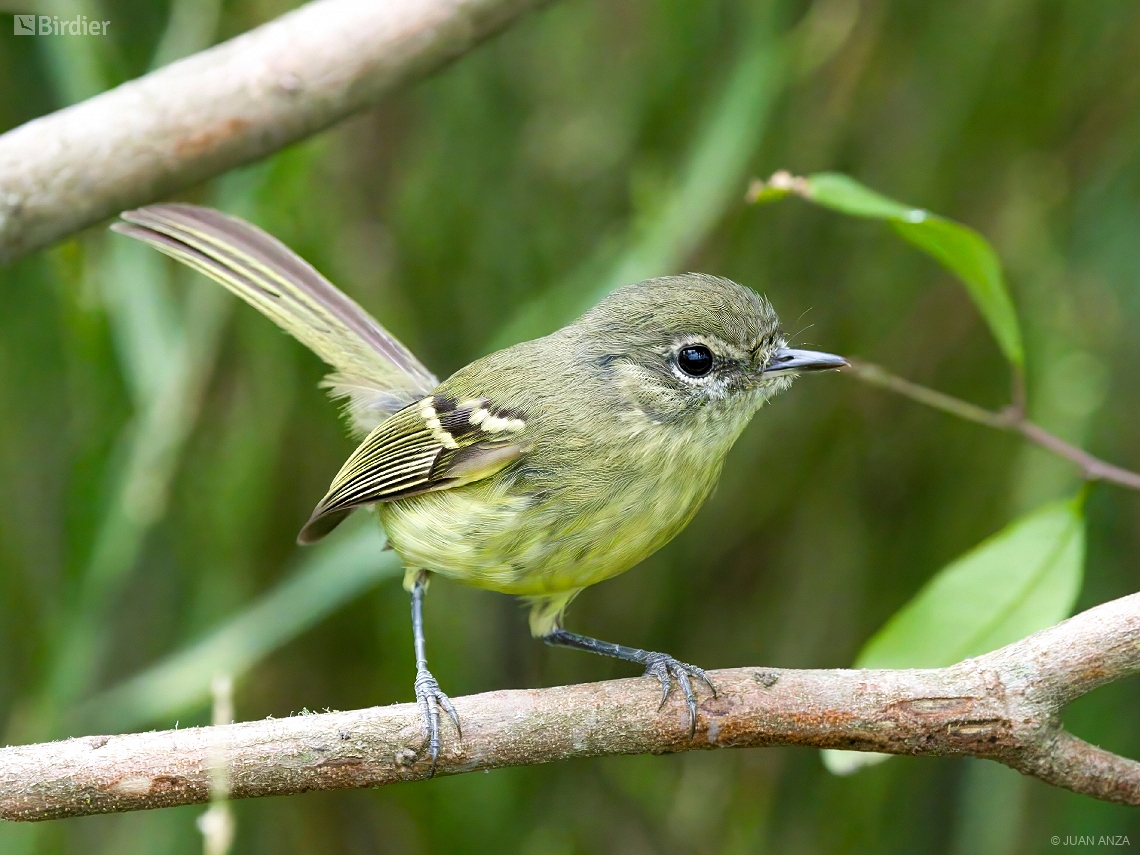 Phylloscartes ventralis