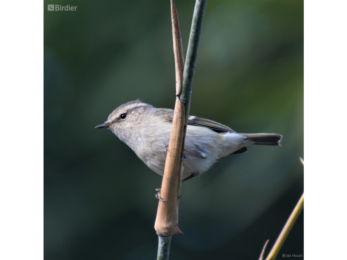 Phylloscopus humei